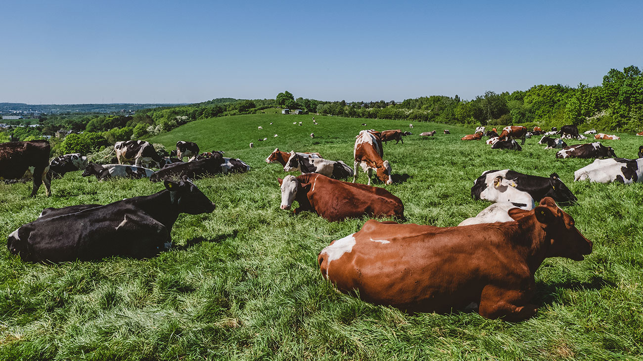 Pemberian aditif seperti rumput laut pada pakan sapi dapat kurangi emisi metana