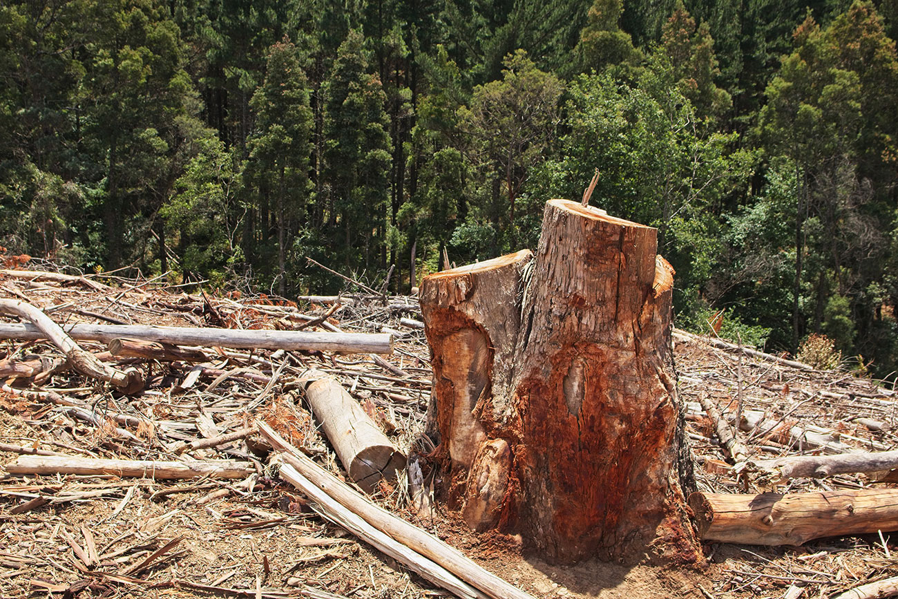 Deforestasi Indonesia menurun, benarkah begitu?